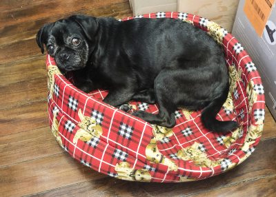 3 Things My Puppy Farm Breeding Pug Missed Out On Growing Up | www.thepugdiary.com
