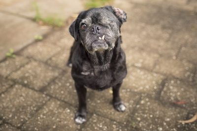 Confessions of a Pug Mum: A Hard Decision | www.thepugdiary.com