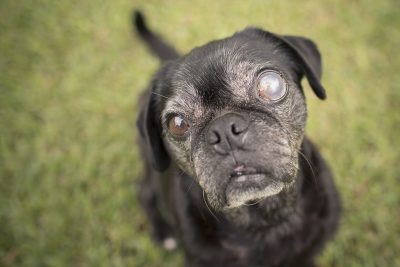 Confessions of a Pug Mum: Dealing with Eye Problems in Pugs | www.thepugdiary.com