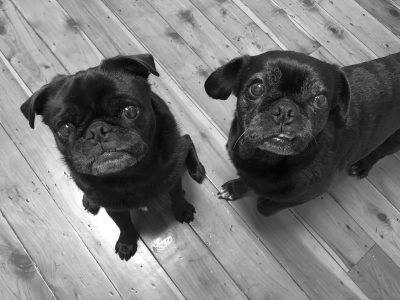 Fasting Pugs: Can it be Done? | www.thepugdiary.com