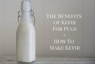 The Benefits of Kefir for Pugs + How to Make Kefir | www.thepugdiary.com