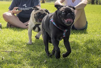 What to Do if Your Pug Needs to Lose Weight | www.thepugdiary.com